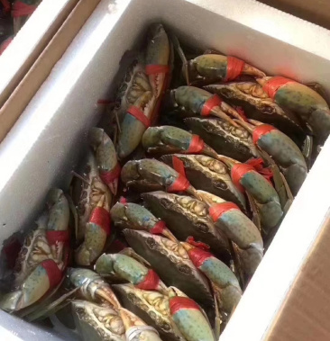 青蟹三门青蟹膏蟹斯里兰卡青蟹美丽