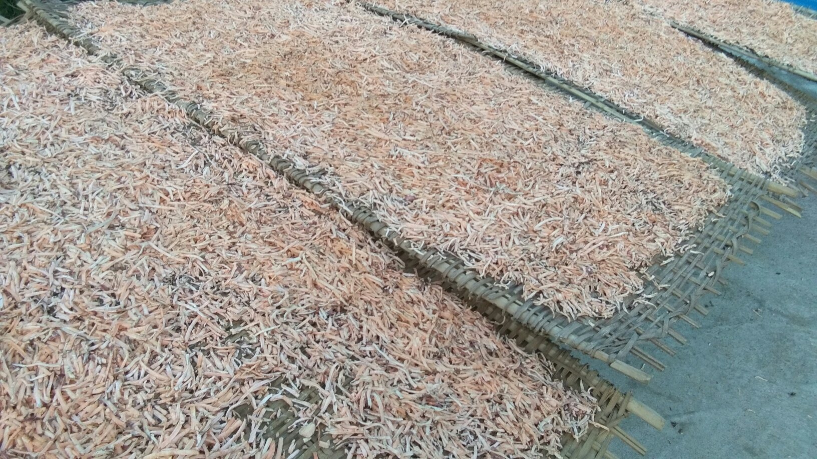 六妹菌干燥加工现场,展示人工晾晒与现代烘干设备结合的加工流程 “六妹菌”干燥加工过程图
