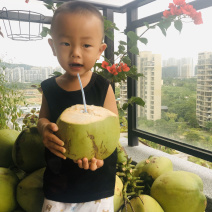 海南文昌椰子椰青孕妇小孩适用一件代发