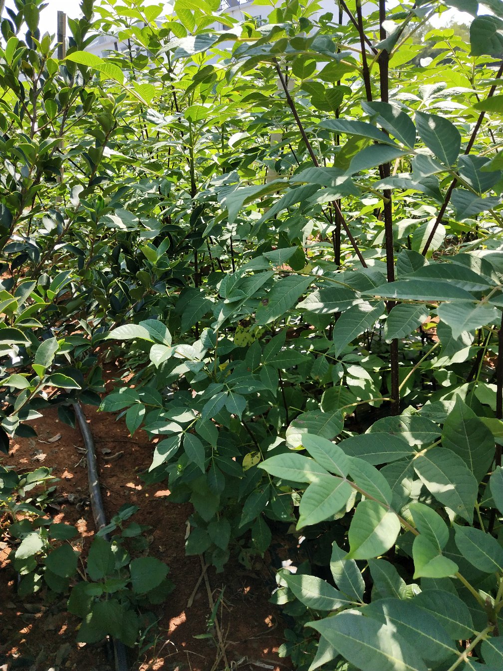 有好货吴茱萸茶辣苗枝条正宗江西中花自产自销