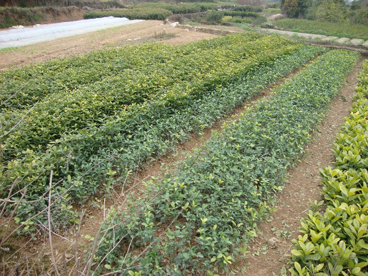 四季桂种植基地航拍图,展示成片种植的四季桂园 四季桂种植基地航拍图