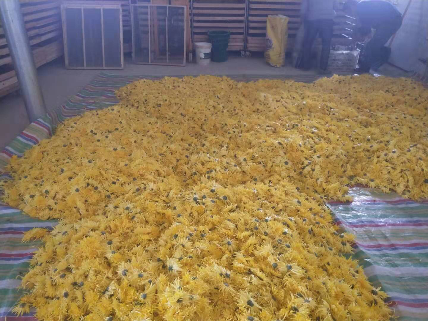 金丝皇菊茶泡制过程