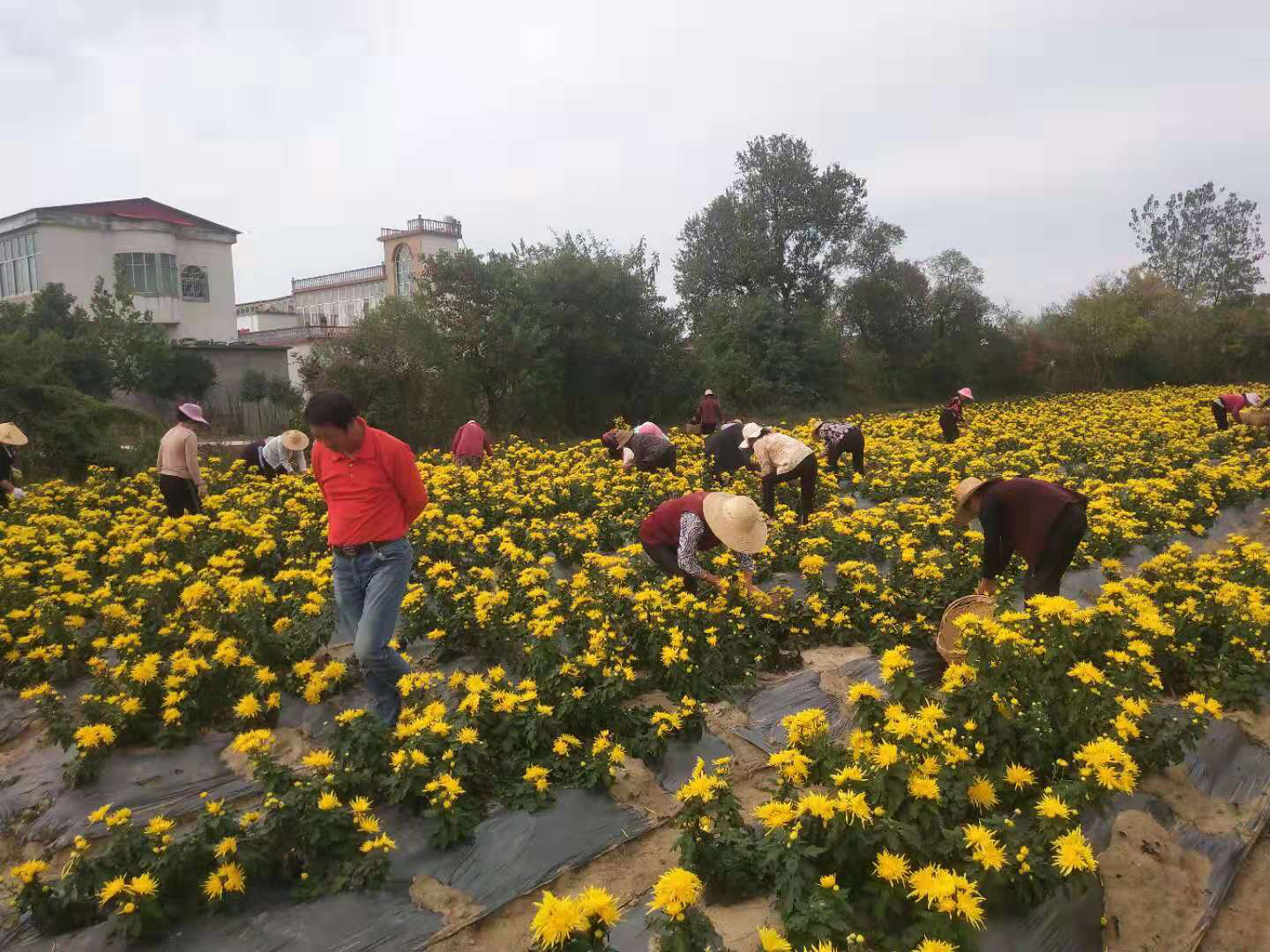 金丝皇菊茶的采摘现场