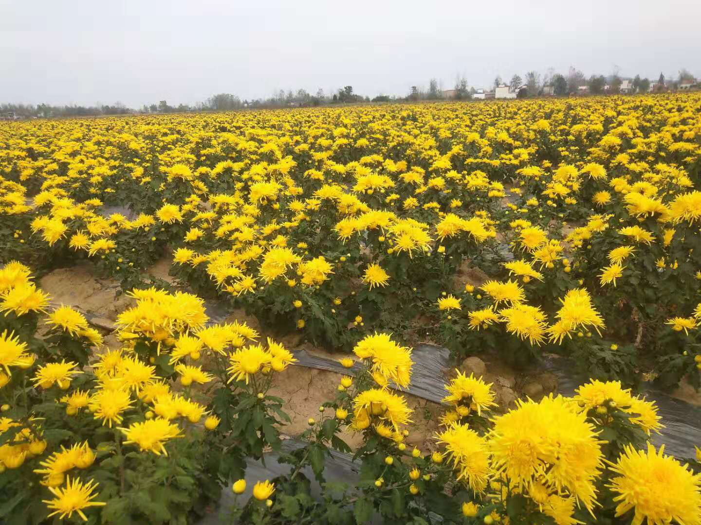 金丝皇菊的特写