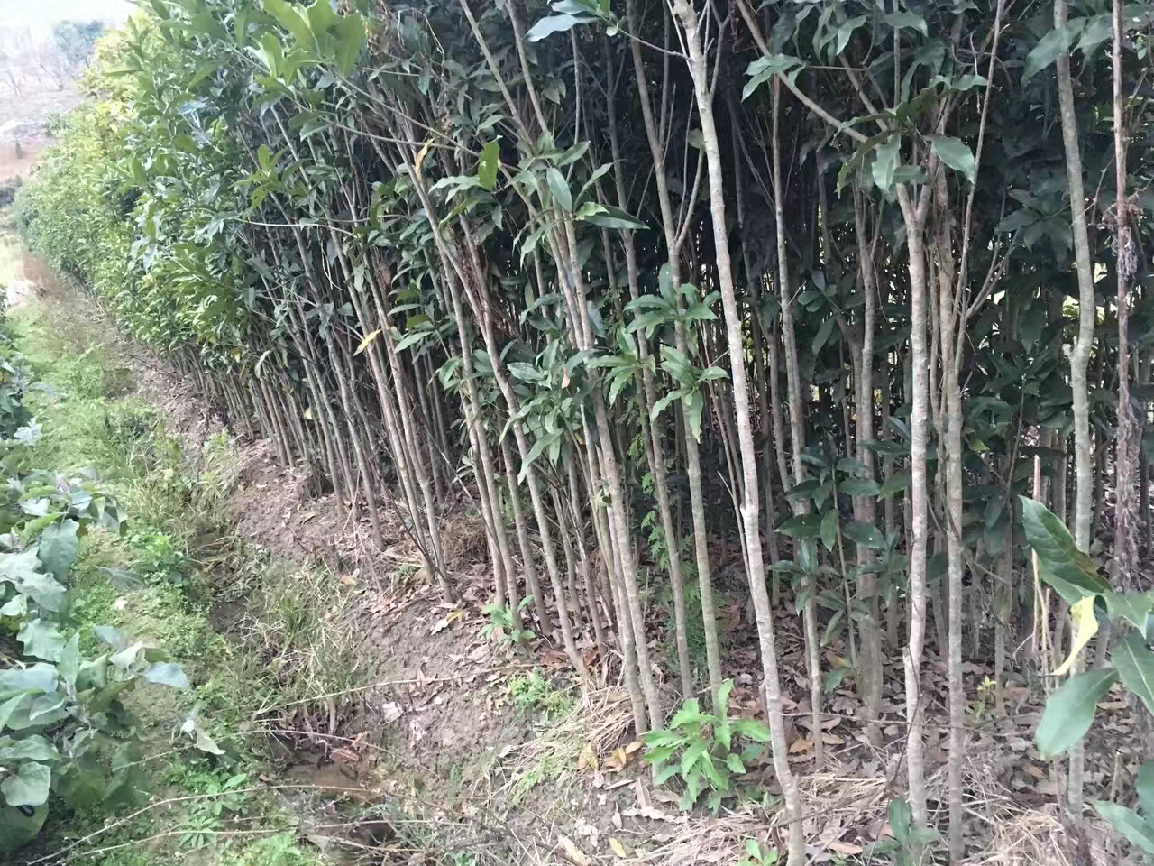 纪实摄影:标准化丹桂起苗流程——强调土球完整性与根系活性,体现苗圃专业度与对成活率的极致把控,背景可见温控遮阳棚与喷淋系统 专业苗圃起苗作业现场:工人佩戴手套小心剥离丹桂苗土球,土球直径达40cm并用无纺布+麻绳双层捆扎,根系完整呈网状结构,可见白色新生须根密集分布