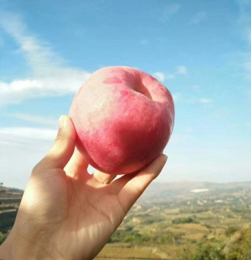 红富士苹果口感脆甜香果型端正颜色靓丽全红条纹红富士苹果