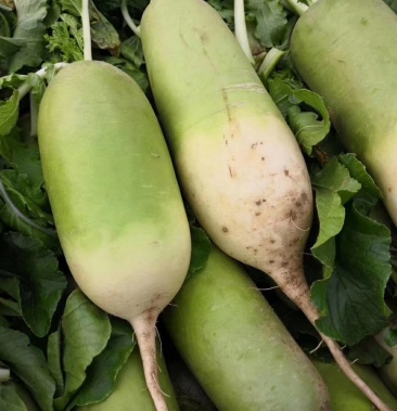 青皮萝卜791大量现货,需要联系,供应各大档口市场.