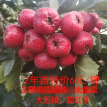 山楂苗大金星大五棱甜红子基地直销现挖现卖