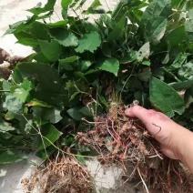 淫羊藿种茎(种苗)