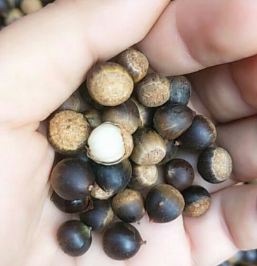 云南野生小板栗小米椎栗农户自捡水漂自然凉干