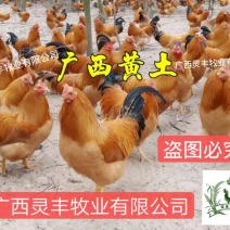《中三黄鸡苗》，包打疫苗，包路损，质量保证，假一赔十