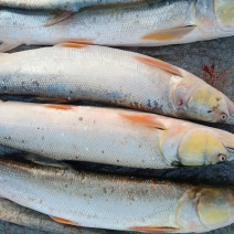 纯洞庭湖野生翘嘴白鱼，鳡鱼，鳜鱼，鲶鱼，