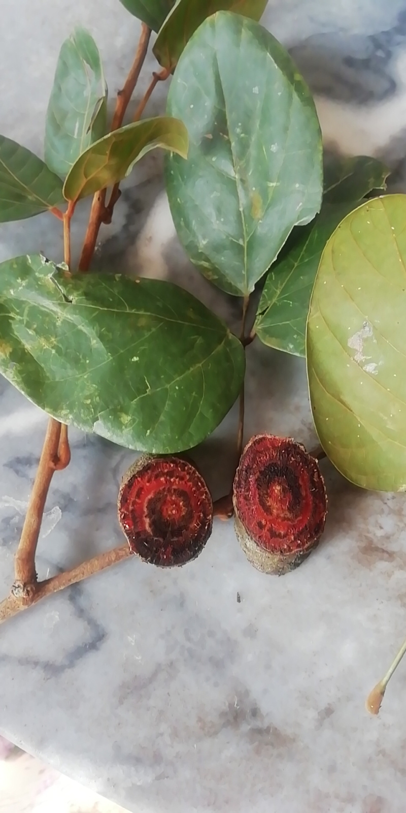黑血藤别名为老鸦花藤,为豆科植物长荚油麻藤的老茎