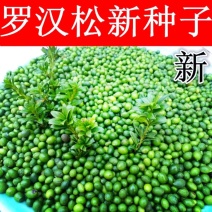 新采罗汉松树种子雀舌罗汉松大叶小叶红芽台湾日本珍珠罗汉松