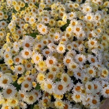 杭白菊苏北菊