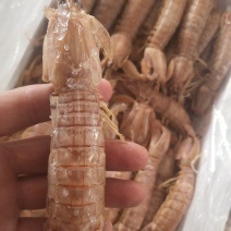 熟冻皮皮虾，