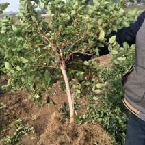 四季树型金银花苗二年苗，包成活。免费技术指导，回收金银花