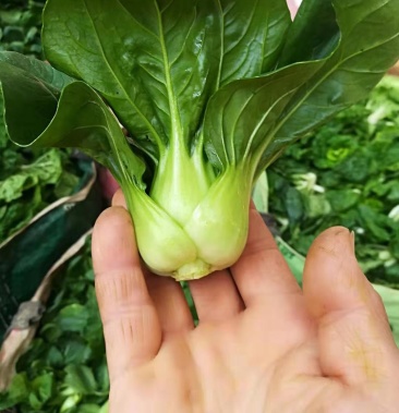 精品小青菜矮脚苏州青上海青四季青小青菜