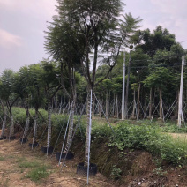 出售自家蓝花楹移植袋苗地苗需要的老板联系