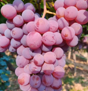 河北涿鹿龙眼葡萄颗粒大颜色好