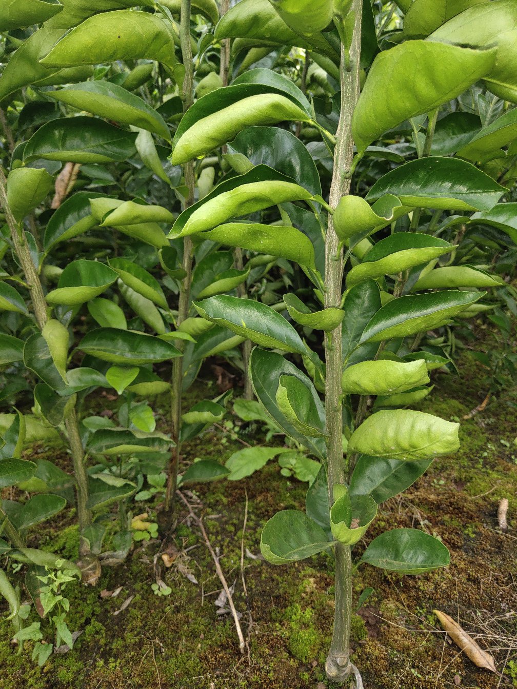 [柑桔苗批发]塔罗科血橙苗 早熟 晚熟 基地直销 品质保证价格2.