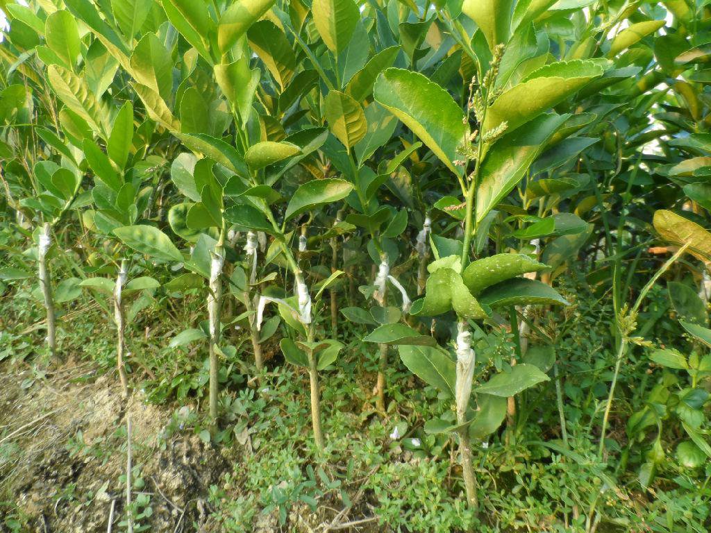 展示柑桔与柠檬种植园的实地环境,阳光充足,果树整齐排列 柑桔与柠檬种植园实景图