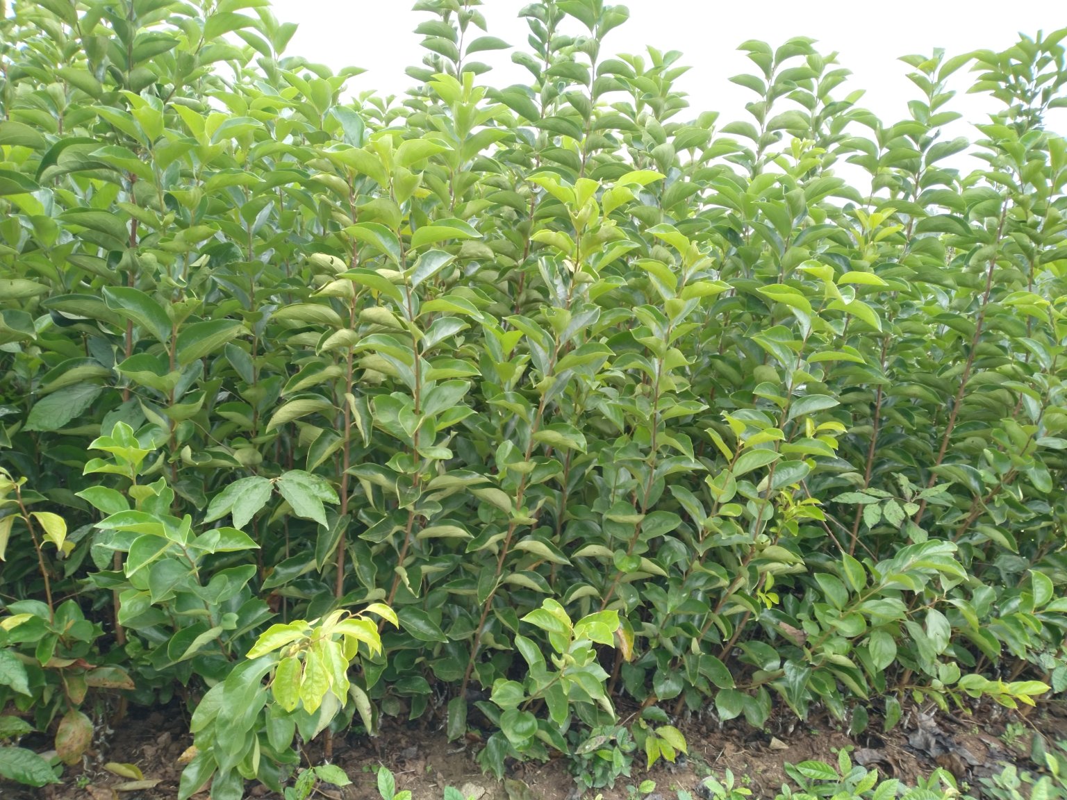 华北地区西红柿种植现场