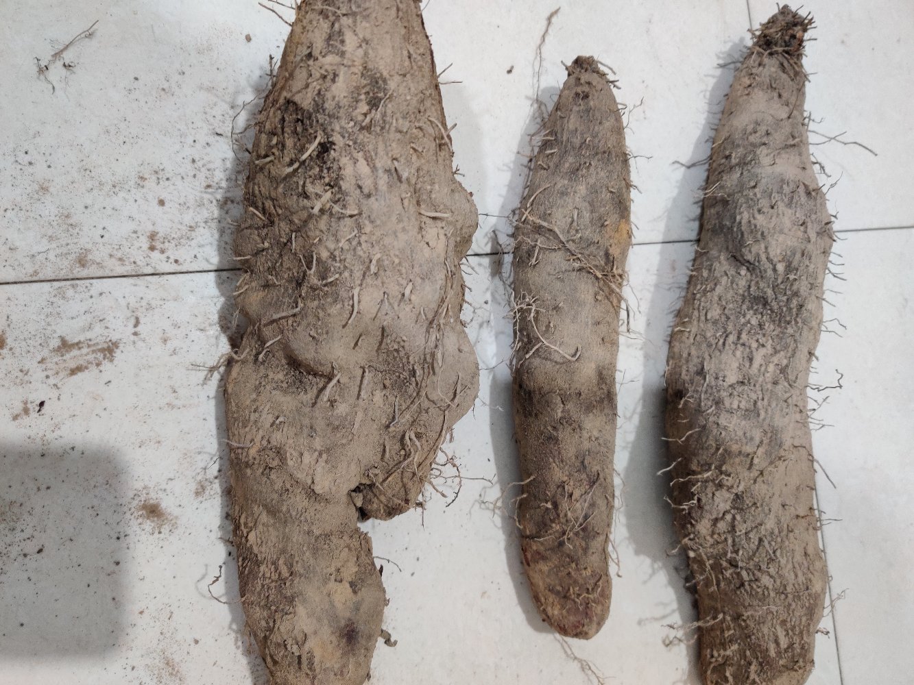 淮山药传统食养形态展示:左侧为道地鲜淮山药整根(表皮浅褐色带须根),右侧为现刨淮山药泥与温水调制的乳白色营养糊,器具为食品级不锈钢刨丝器,体现‘现制现食’的活性成分保留理念 淮山药粉与温水调和成乳白色糊状物,置于玻璃碗中,旁边摆放整根带须鲜淮山药及不锈钢刨丝器