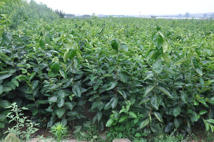 柿子综合防治时间表