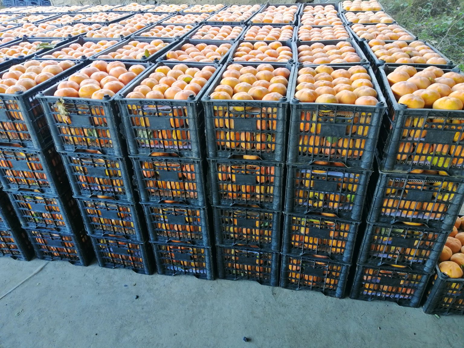 河北省易县举办的狼牙山磨盘柿采摘节现场画面,众多游客在果园中体验采摘乐趣,手持篮子挑选红彤彤的柿子,农民身着传统服饰进行民俗表演,背景设有‘中国国家地理标志产品’宣传展板,气氛热烈 狼牙山磨盘柿采摘节活动现场