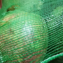 海南椰子