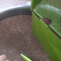 柴胡种子