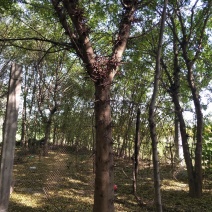 楸树，梓树，红叶李，法桐，国槐，栾树木槿皂角2-20公粉