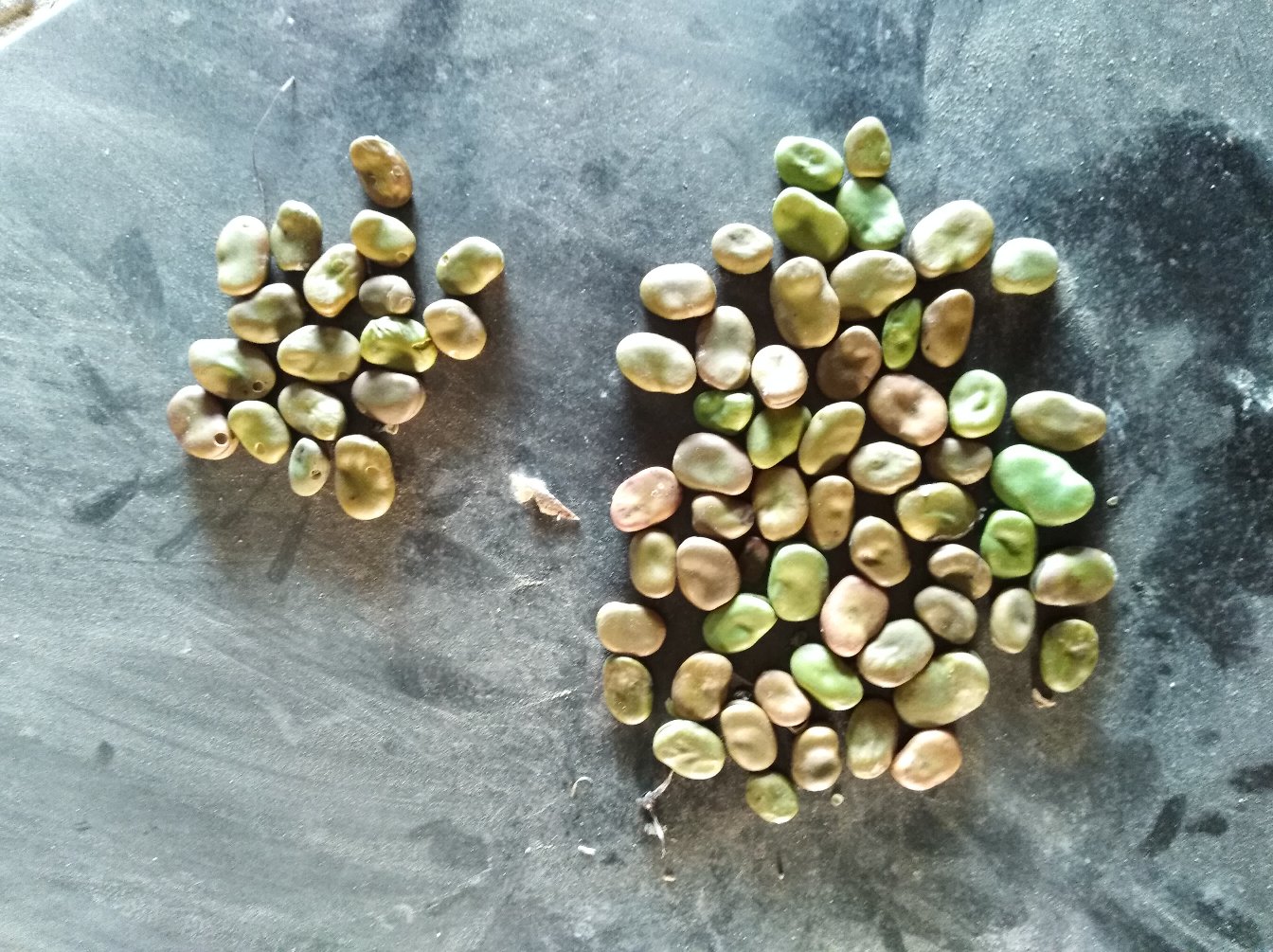 显微镜下豆瓣酱发酵菌群示意图：左为蚕豆基质中密集附着的球状乳酸菌与分枝状曲霉菌丝，右为黄豆基质对照组中稀疏、团聚的菌体分布