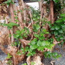 紫薇树