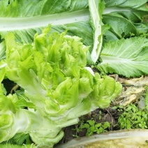 早熟儿菜大量上市