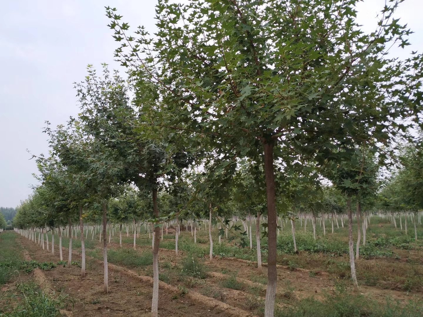 丛生五角枫的形态展示