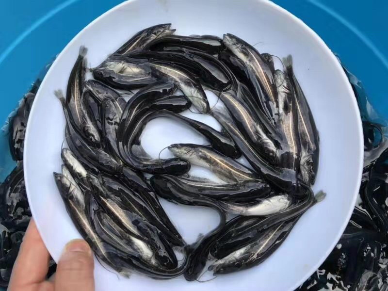 大口鲶鱼苗杂交大口鲶鱼苗南方大口鲶鱼苗 自孵水花