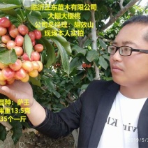 车厘子树苗沙王大樱桃苗萨米脱金顶红大樱基地直接供应包纯度