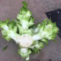 儿菜