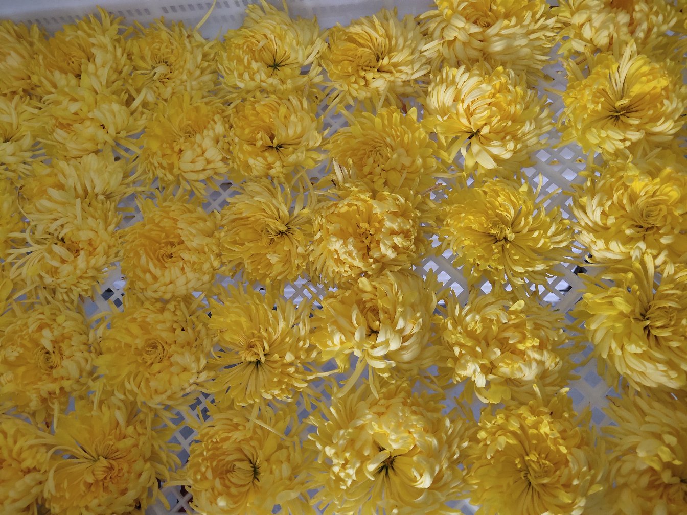 野菊花干花特写，展示其自然色泽与完整花型