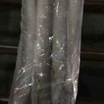 渤海刀鱼