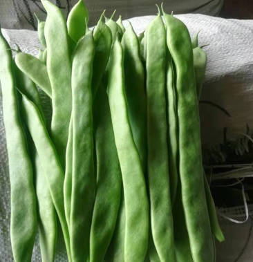 [扁青批发]扁青上市,长年代收代发各种蔬菜,欢迎实地考察,合作.价格3.