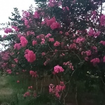 紫薇树