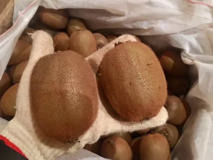 展示三个阶段的海沃德猕猴桃:左侧为刚采摘的硬果,表皮绒毛完整;中间为室温放置5天后的半软果,颜色略显深绿;右侧为完全软化的成熟果,果形饱满,轻微按压有弹性。背景为木质餐桌,旁边配有剖开的猕猴桃切面,可见清晰的黑色种子环状排列与翠绿色果肉 海沃德猕猴桃不同成熟阶段对比图