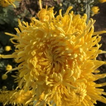 金丝皇菊