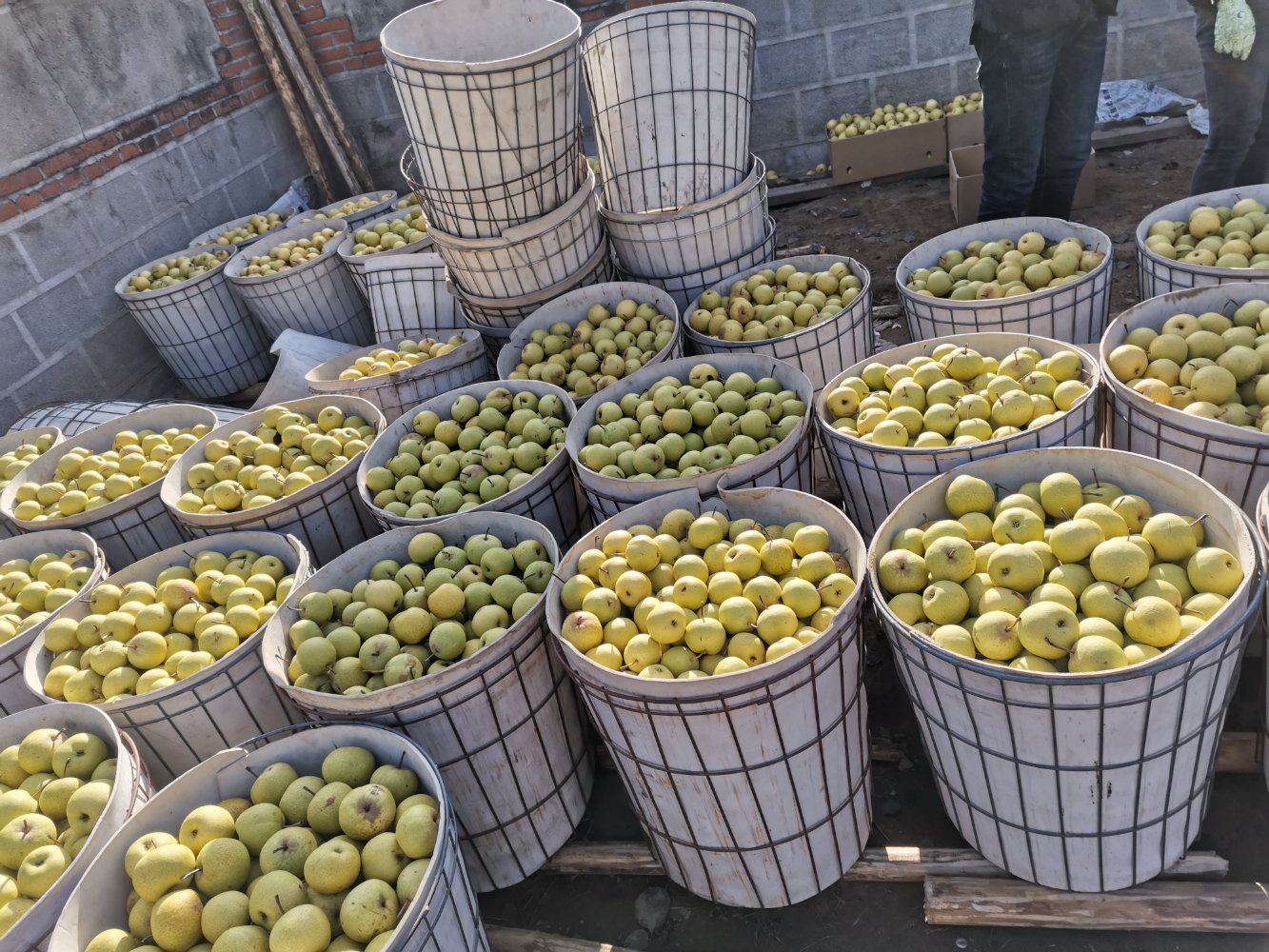 汉源金花梨包装与物流现场