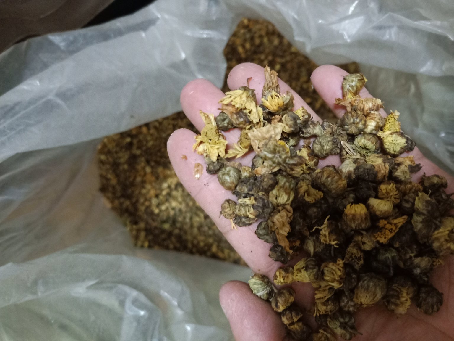 杭白菊小白菊干花特写