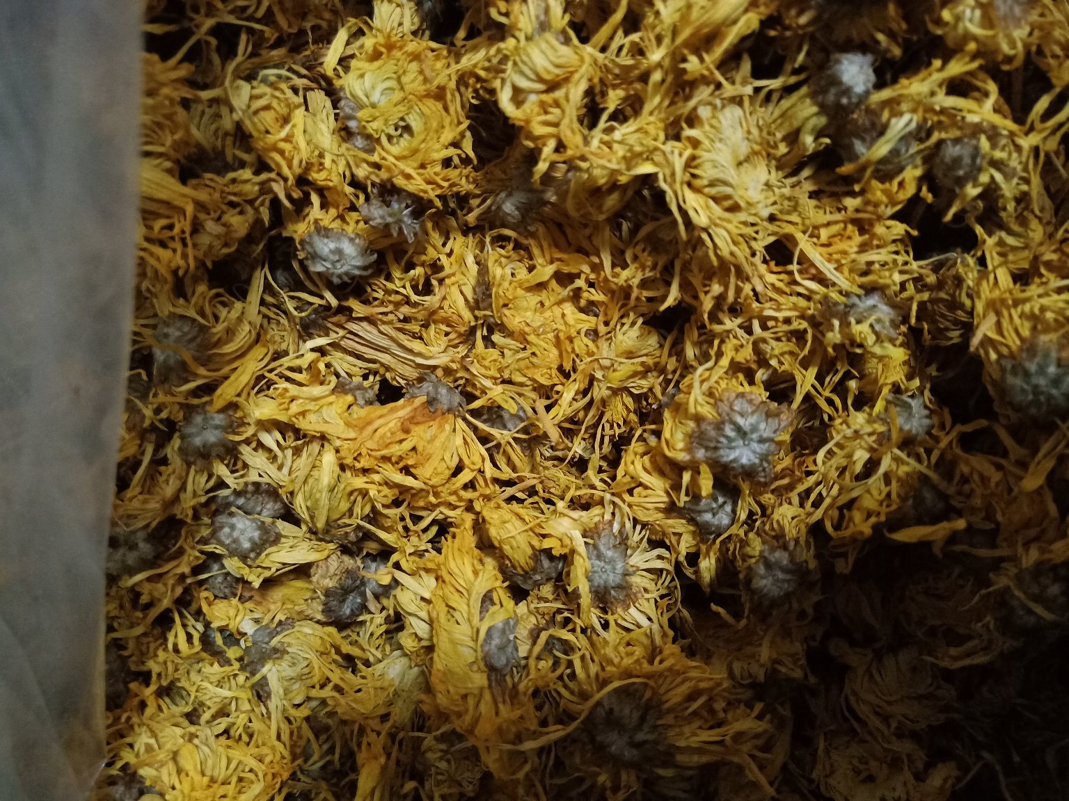 白芷花茶的冲泡过程