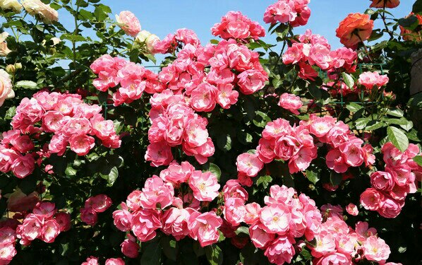 诺娃月季特写镜头